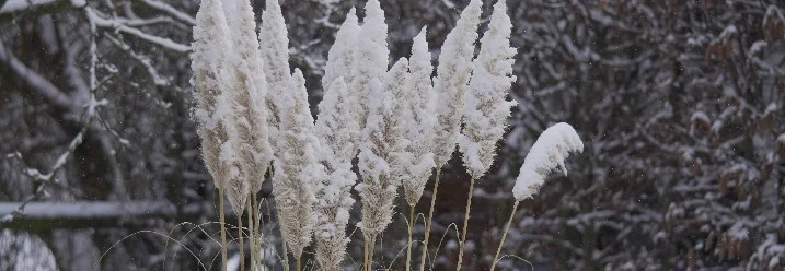 Schneebedeckte Pampasgräser